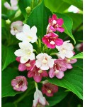 Weigela Marjorie
